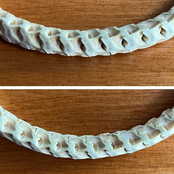 snake python vertabrae necklace choker by Gretchen Ventura - Picture 8 of 9
